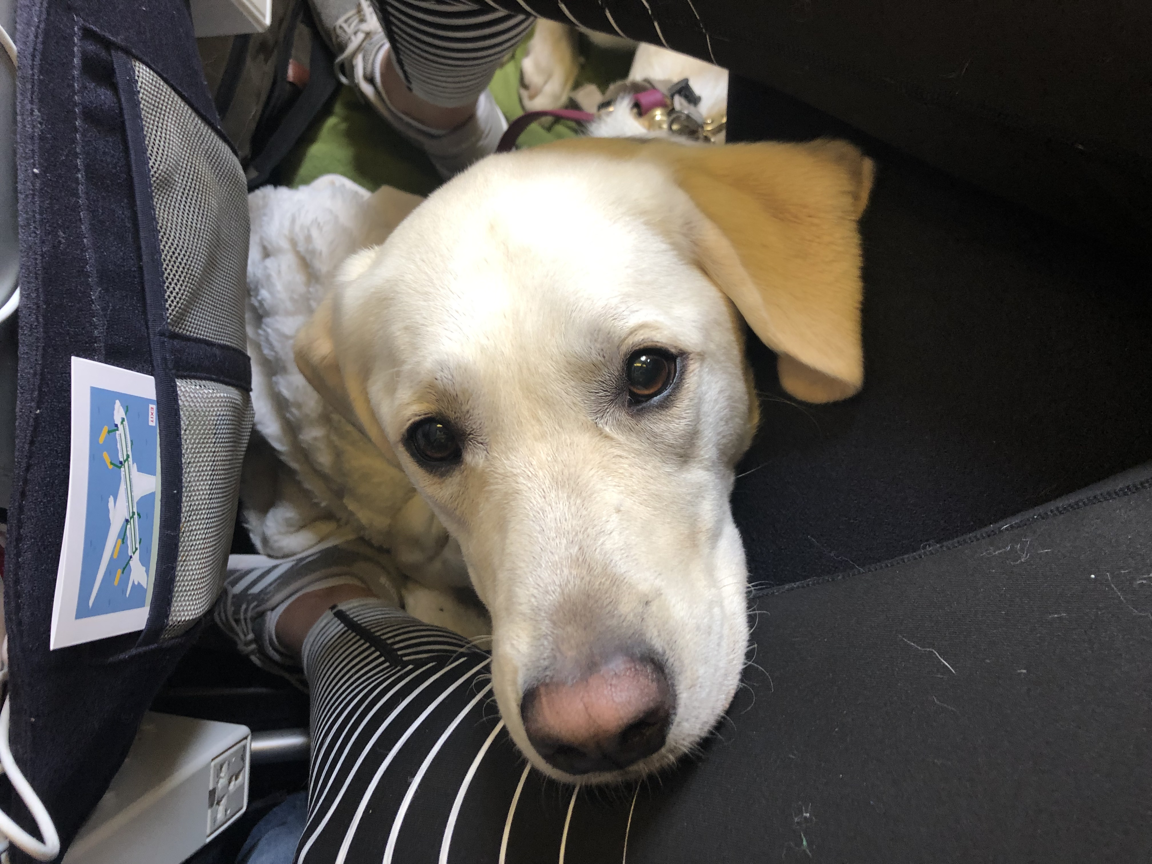 Dot Is Cracking Down On Emotional Support Animals On Airplanes