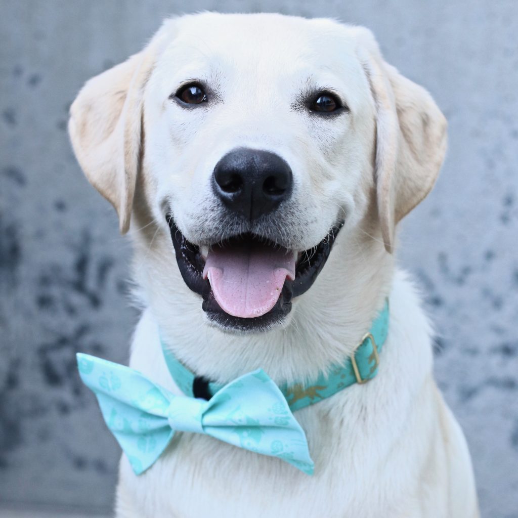 Make Your Own DIY Dog Bow Tie Dont Stop Retrieving