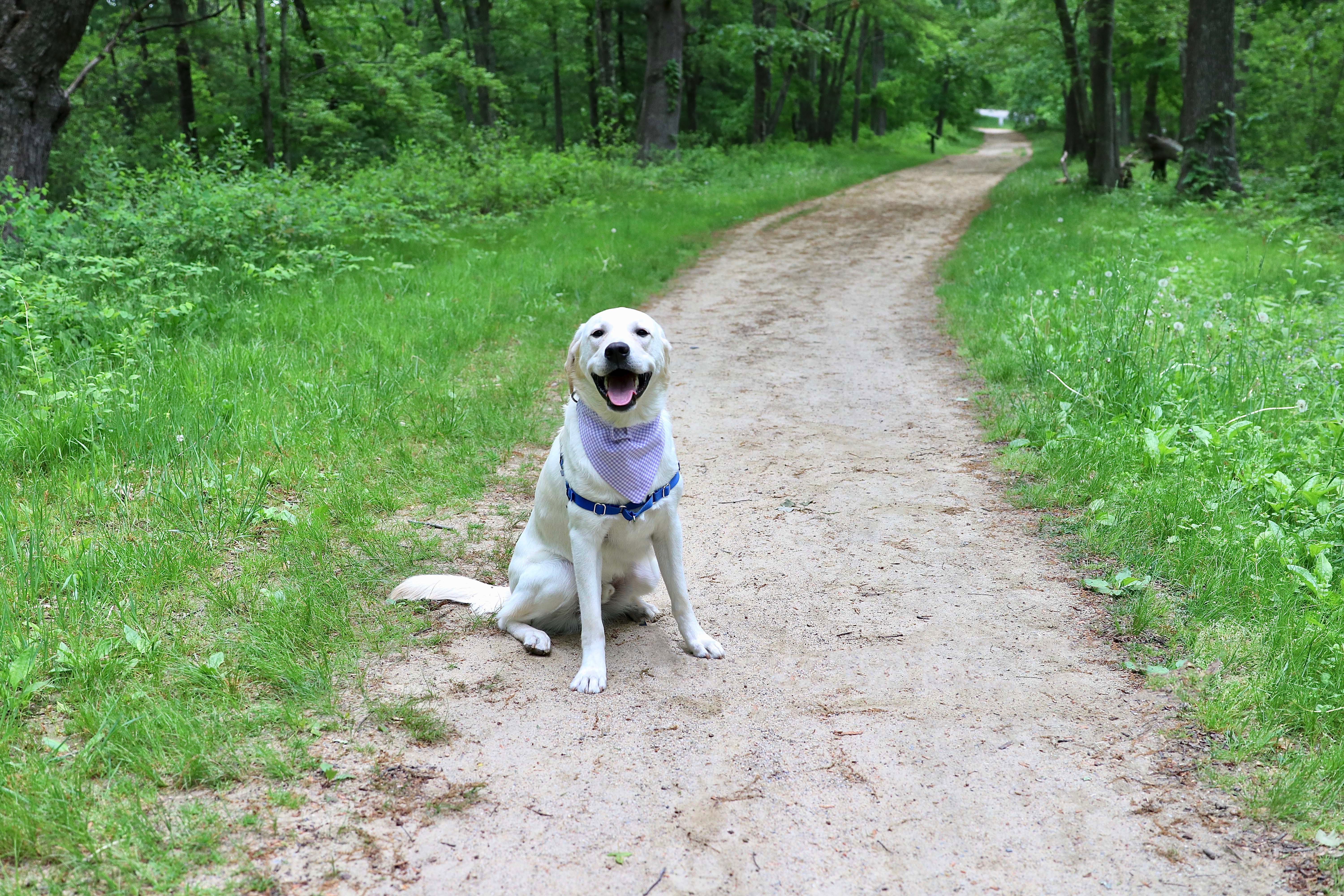 are dogs allowed on battle field trail mass