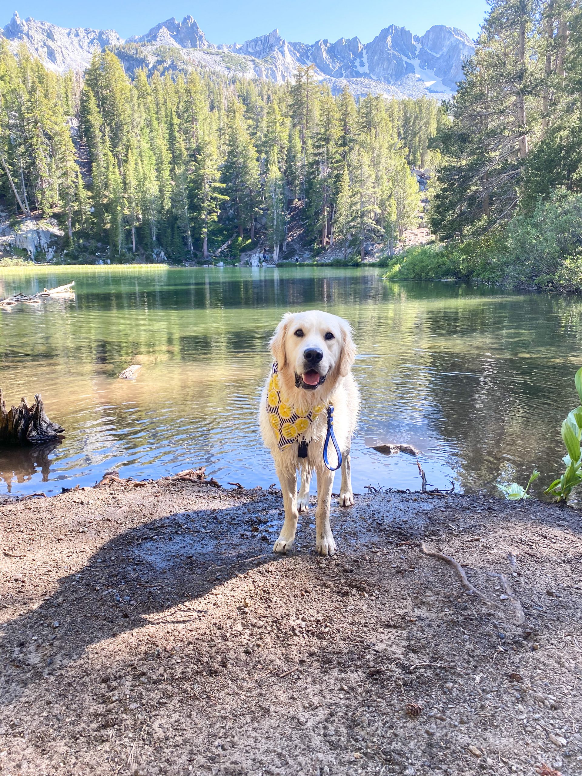 Pet Friendly Activities with your dog in Mammoth Lakes, CA Dont Stop Retrieving