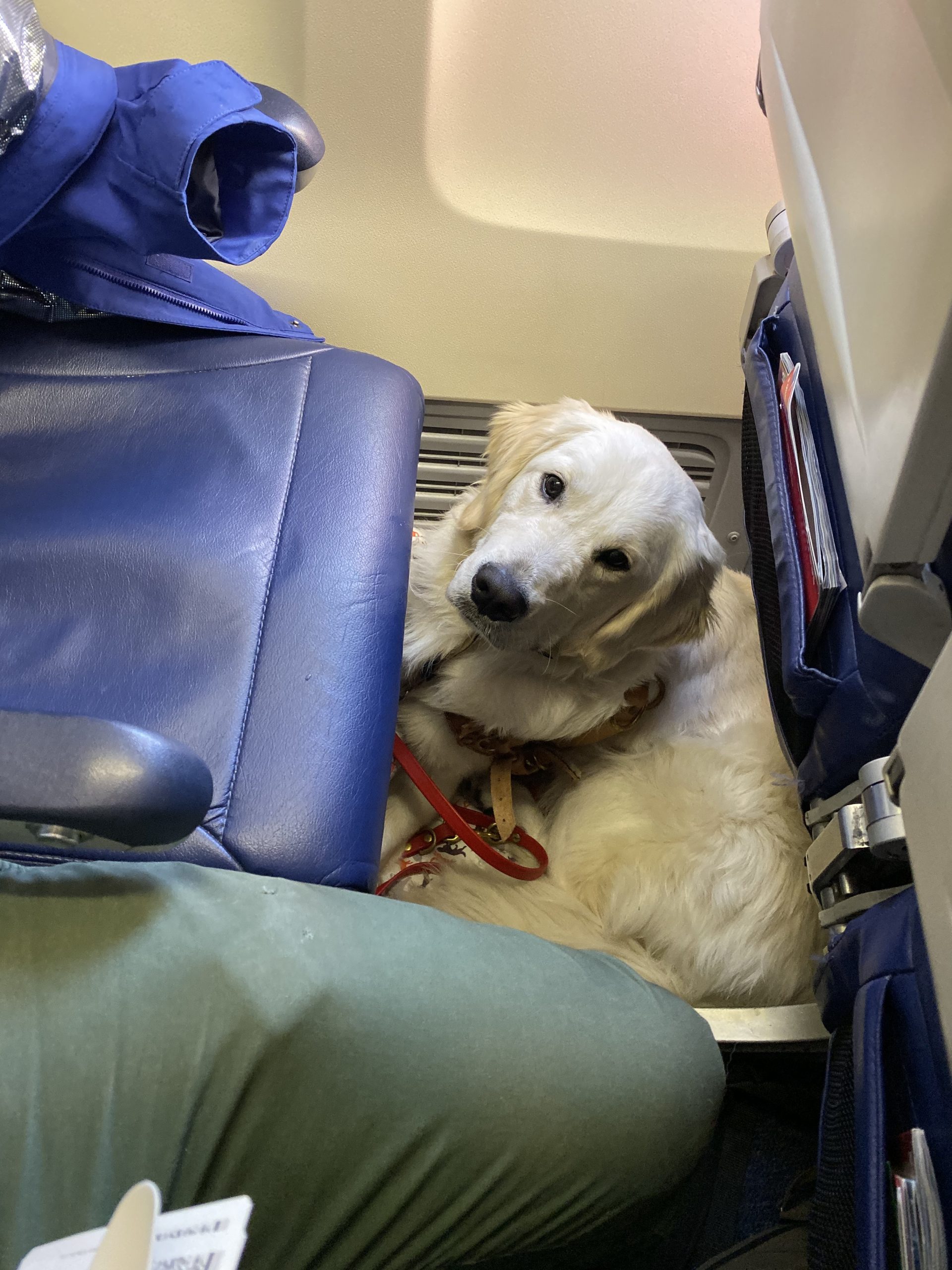 Dog under hot sale airplane seat