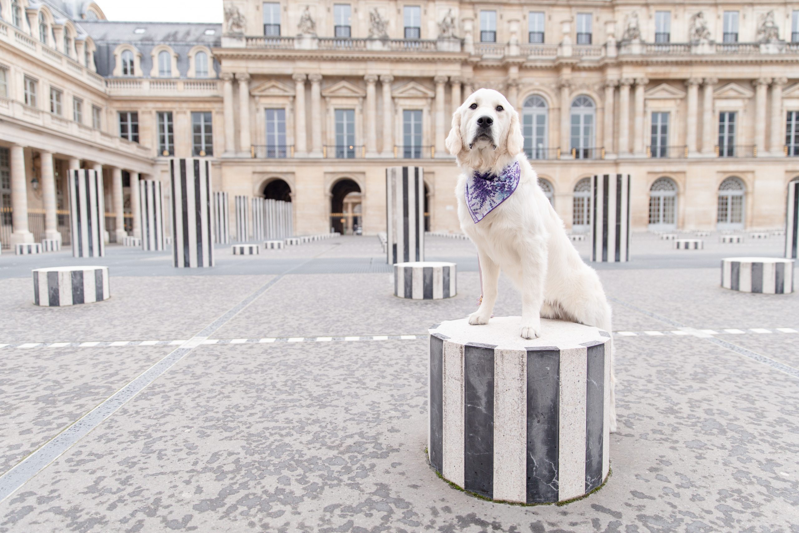 can dogs travel on paris metro