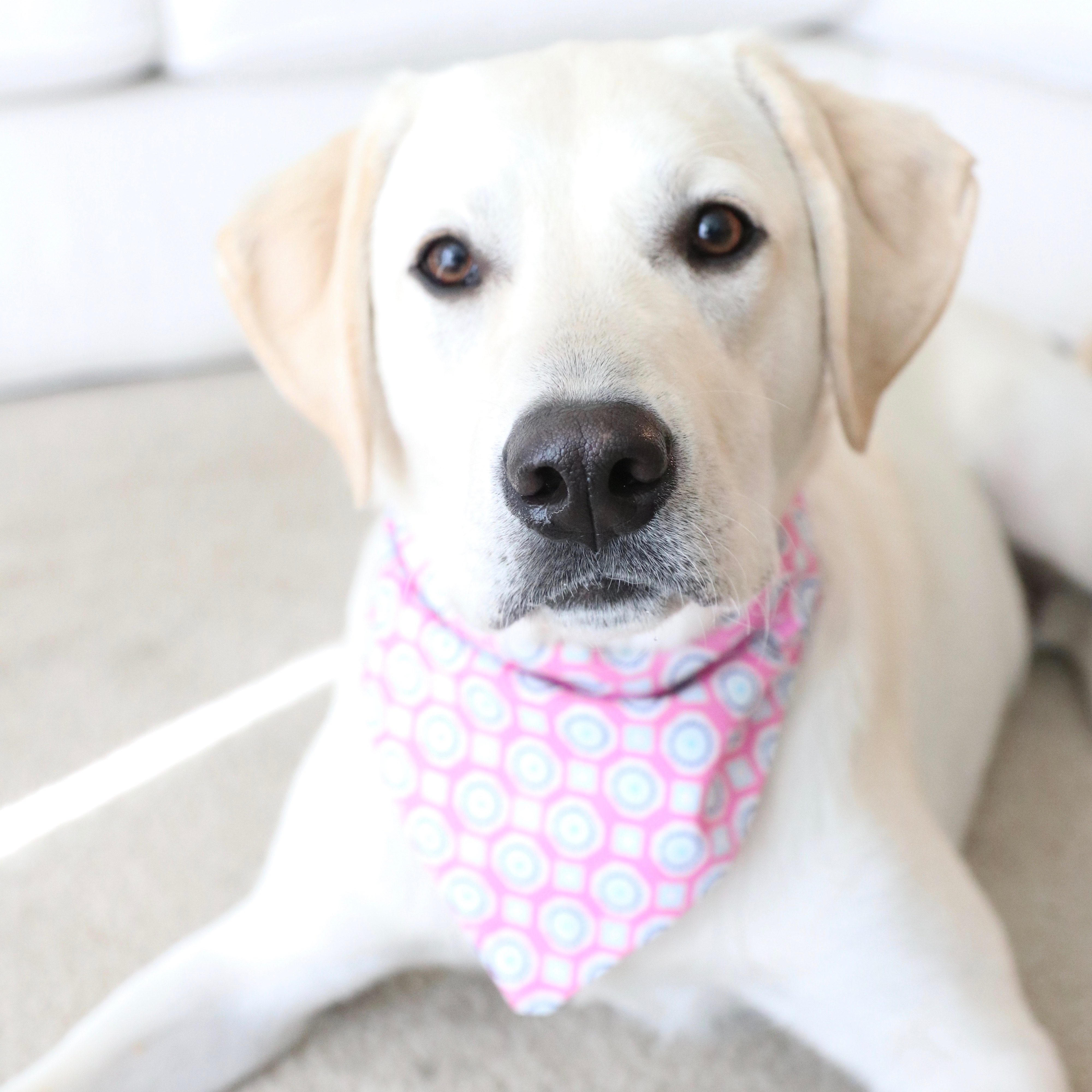 Make Your Own – DIY Dog Bandana – Dont Stop Retrieving