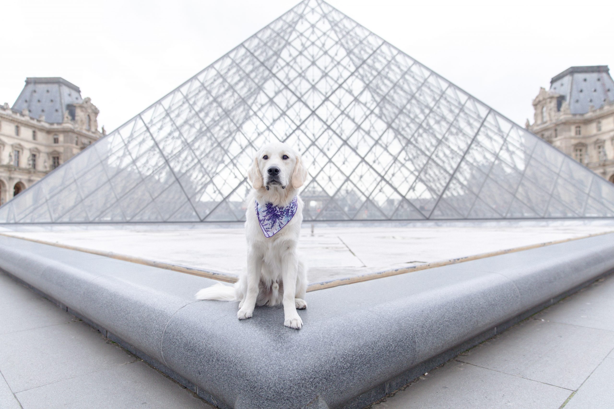 Pet Friendly Paris: Things To Do In Paris With Your Dog – Dont Stop ...